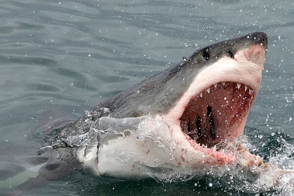 Great White Shark Cage Diving, Garden Route, Mossel Bay Great White Shark Cage Diving, Garden Route