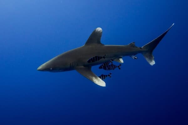 shark swimming