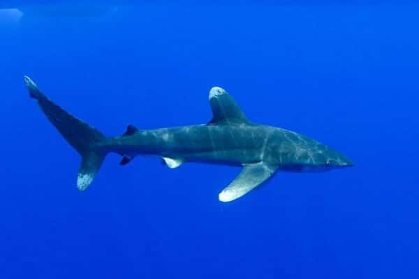 Whitetip Shark