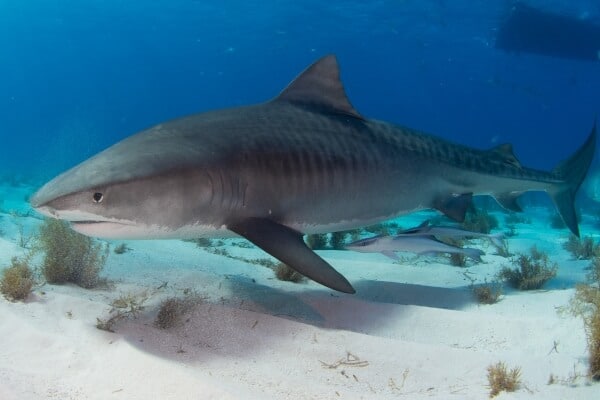 Adult tiger shark Adult tiger shark