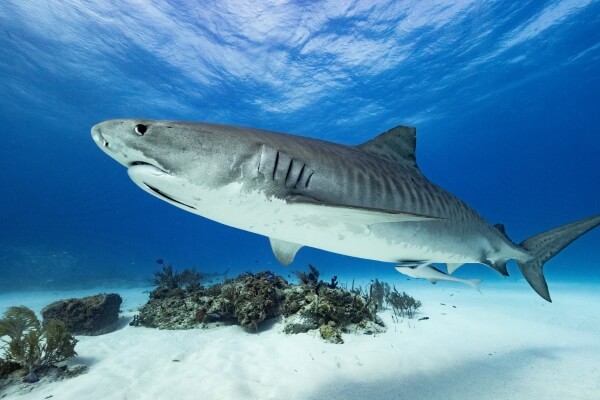 Beautiful shark