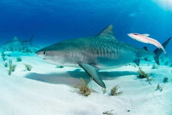 The feared Tiger Shark The feared Tiger Shark