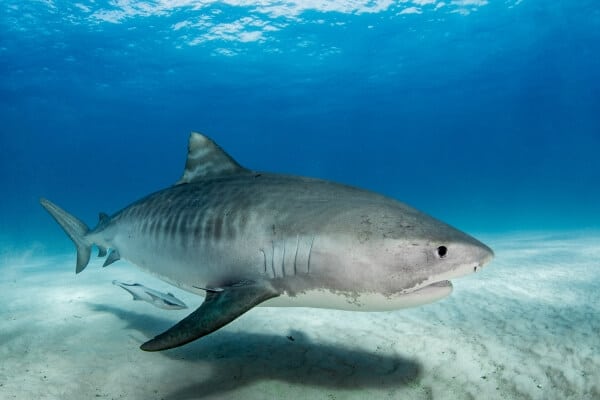 Tiger shark swimming Tiger shark swimming