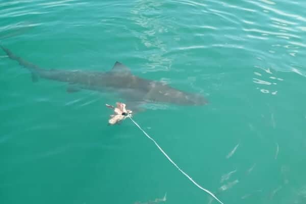 bronze whale shark swimming bronze whale shark swimming