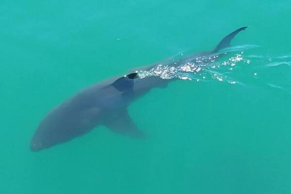 bronze whaler shark cruising in the water bronze whaler shark cruising in the water