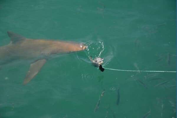 copper shark also named bronze whaler Bronze whaler name comes from body colour