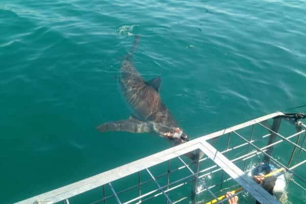 copper shark at cage copper shark name