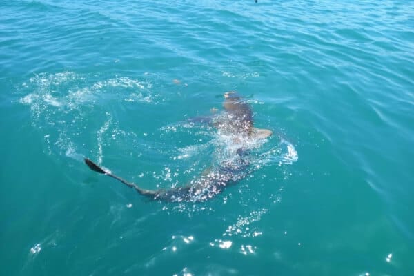 copper shark swimming copper shark swimming