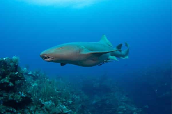 pregnant Shark swimming underwater