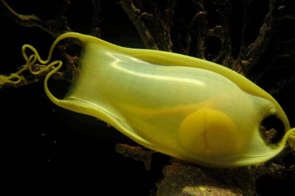 Shark reproduction egg case with embryo