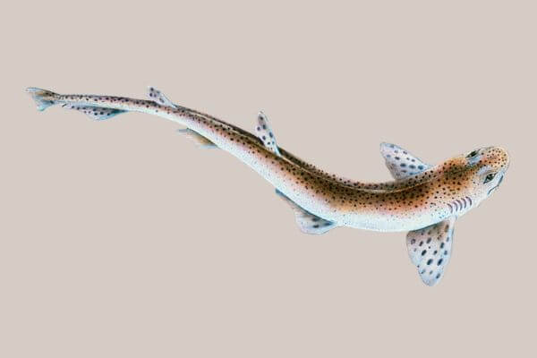Catshark Catshark