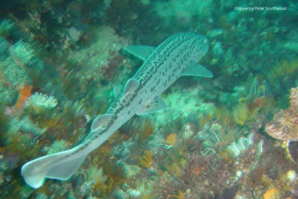 Leopard catshark swimming on reef bottom