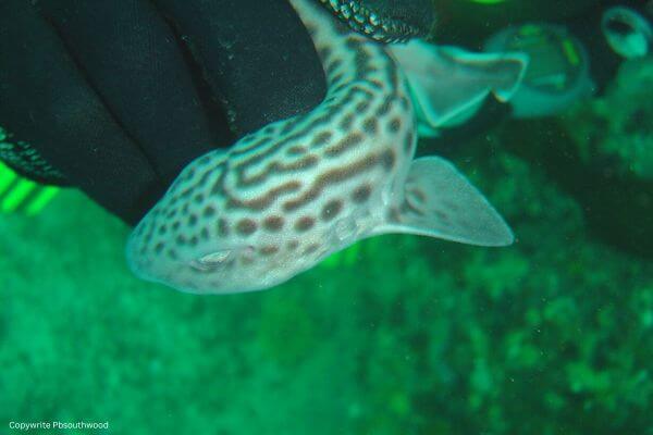 Leopard catshark Leopard catshark
