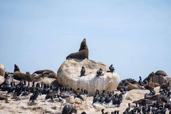 Cape fur seal colony on Geyser Island in Shark Alley