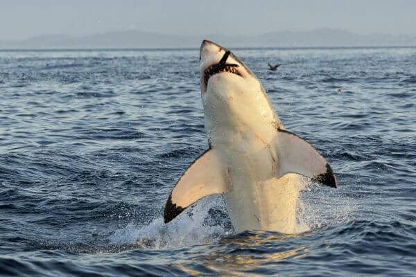Great white shark breaching while hunting seals in Shark Alley