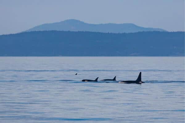 Orcas observed in South African waters influencing shark behaviour