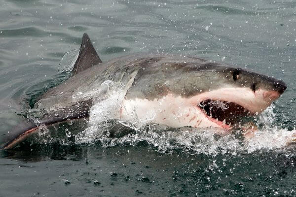 A small breach attempt by great white shark A small breach attempt by great white shark