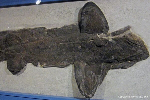 Fossil Shark Skeleton Fossil Shark Skeleton