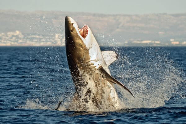 Great White Shark Breach Great White Shark Breach