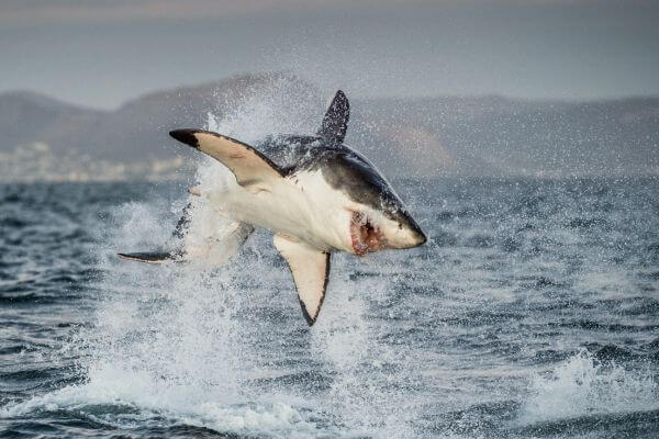 Great White Shark Mid Air Jump Great White Shark Mid Air Jump