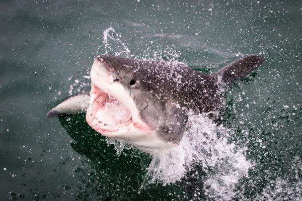 Great White Shark Name explained