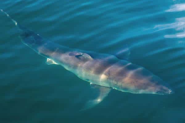 Great white shark name meaning