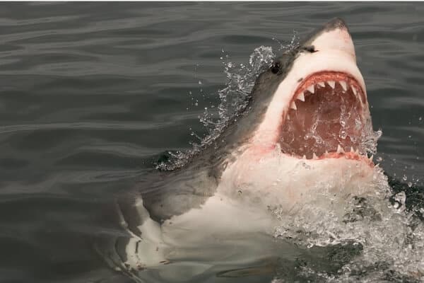 Great white sharks are fish not mammals Great white sharks are fish not mammals