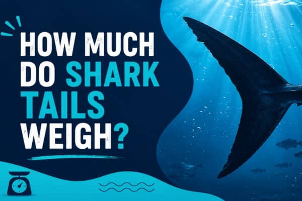 How much do shark tails weigh