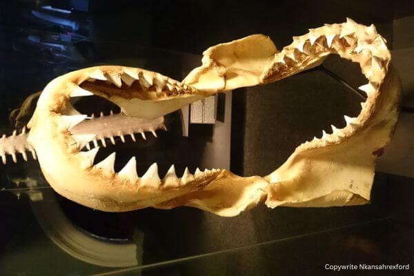Jaws of Great White Shark jpg Jaws of Great White Shark jpg