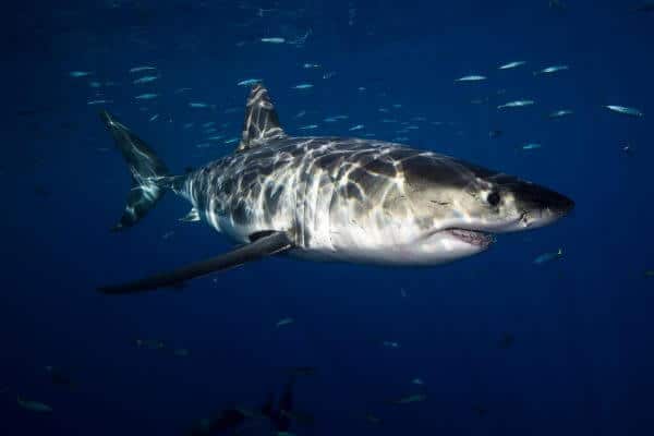 Shark gets name from colour contradiction
