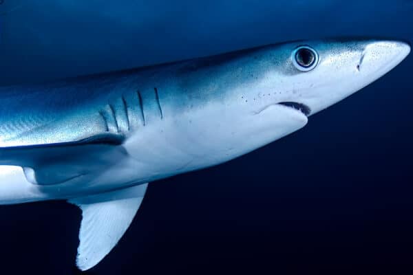 Sharks are fish Sharks are fish
