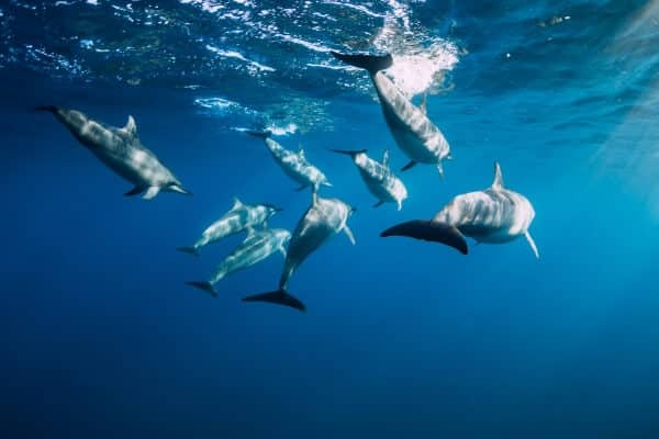 Sharks are not mammals like dolphins Sharks are not mammals like dolphins