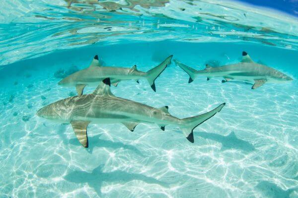 Sharks can navigate the oceans