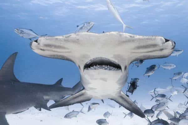 Sharks have a built in GPS