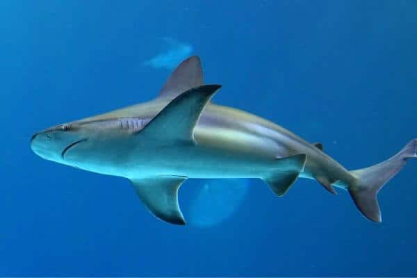 Sharks navigate in the open ocean