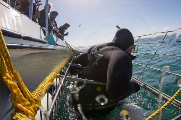 diver getting into cage for a shark encounter diver getting into cage for a shark encounter