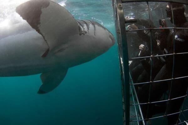 divers having an encounter with a great white shark divers having an encounter with a great white shark