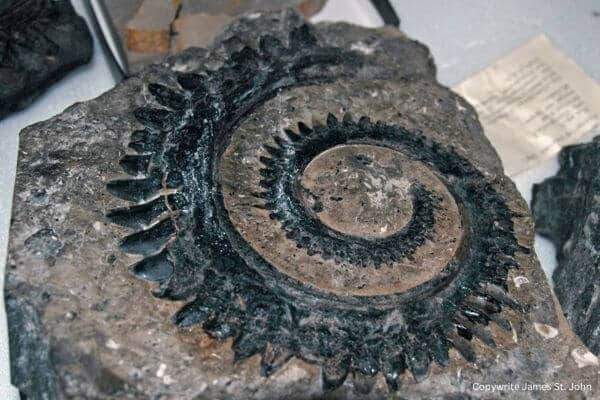 fossil shark tooth whirl fossil shark tooth whirl