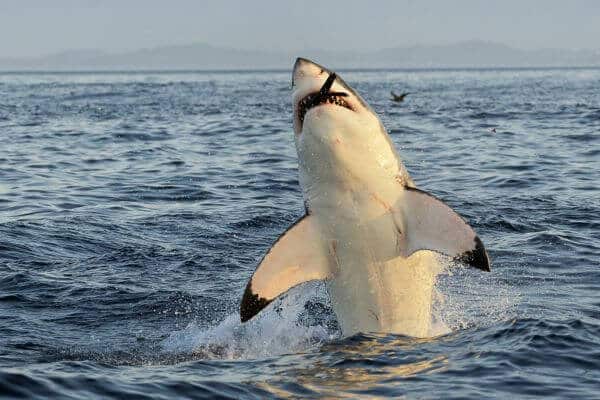 great white shark jump and catches seal great white shark jump and catches seal