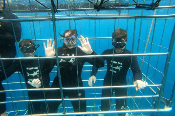 shark divers in a cage to see sharks