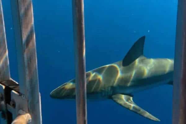 shark gliding past cage shark gliding past cage