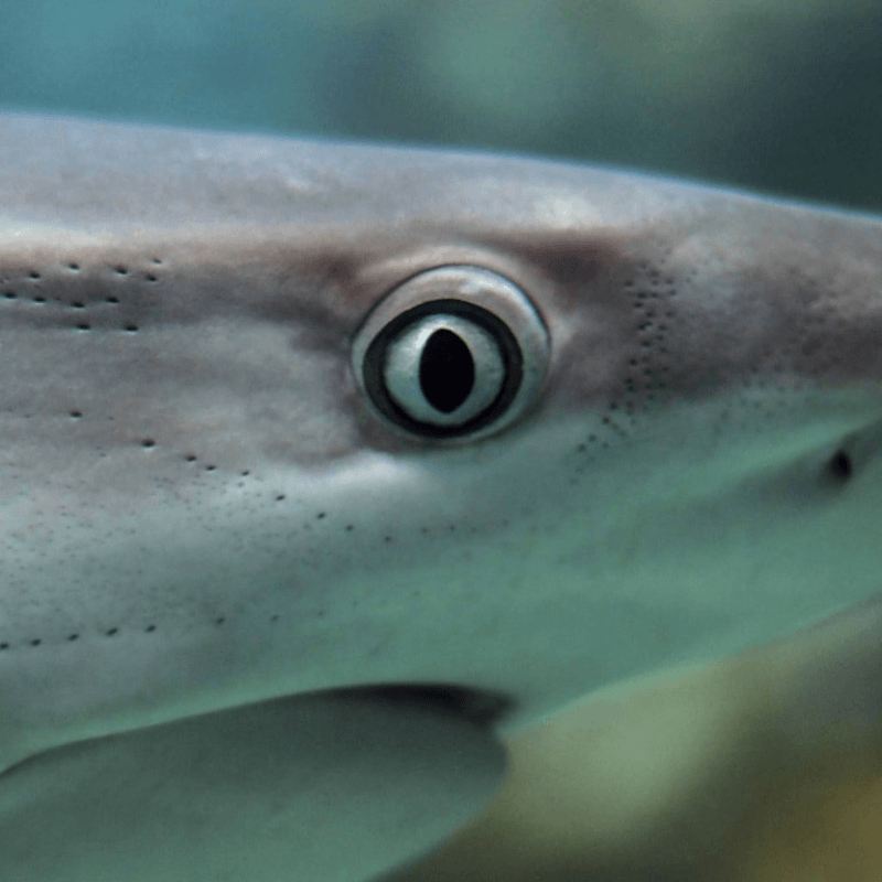 Myth 10 Sharks Have Poor Eyesight