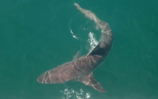 Myth 12 Shark cage diving is bad for sharks