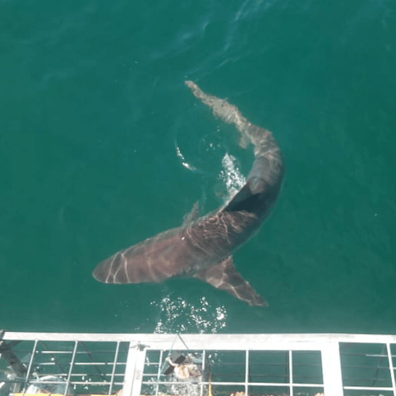 Myth 12 Shark cage diving is bad for sharks