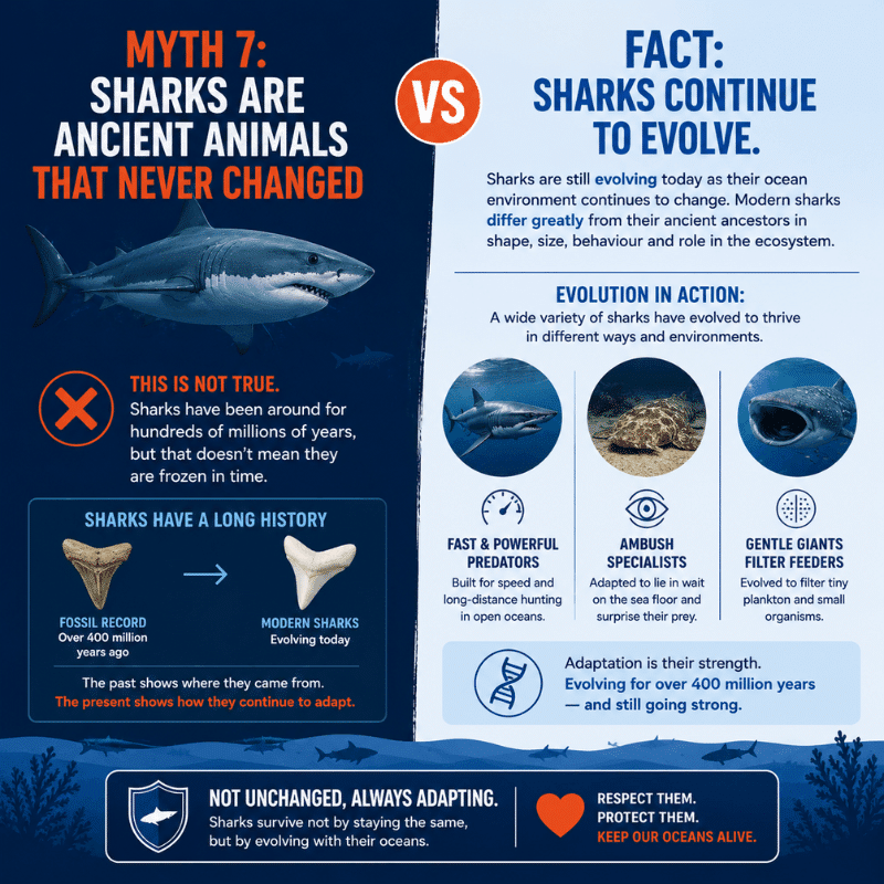 Myth 7 Sharks Are Ancient Animals That Never Changed sml Myth 7 Sharks Are Ancient Animals That Never Changed sml