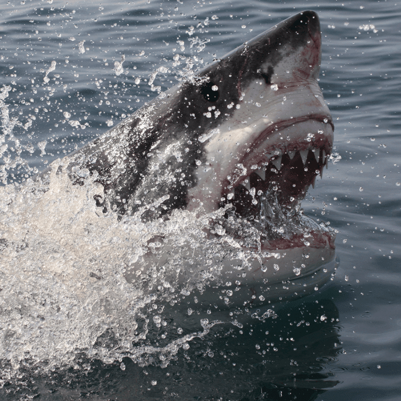 Myth 8 Sharks Are Cold-Blooded