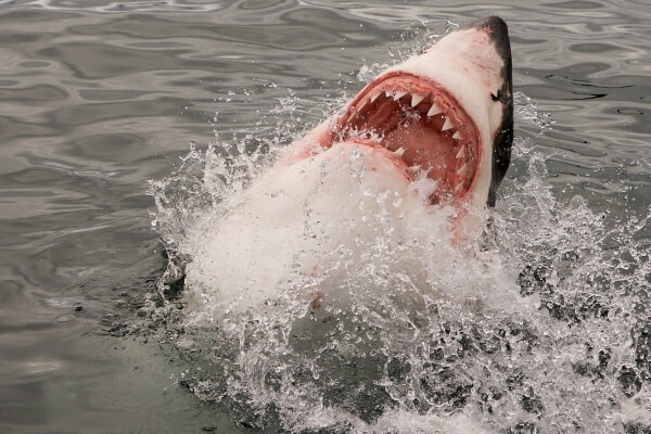 great white shark bite force great white shark bite force