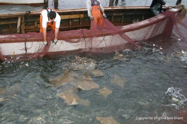 biggest threats marine life