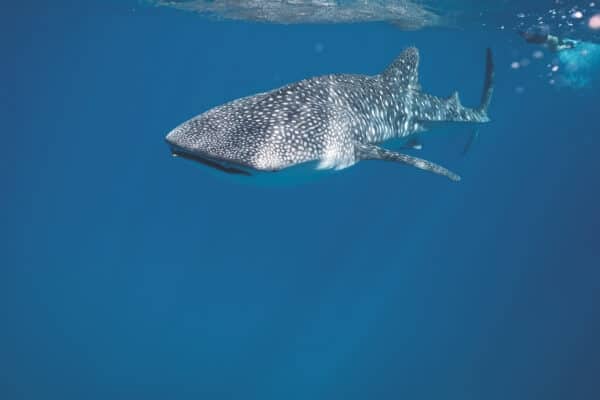 whale shark – marine conservation whale shark in clean ocean